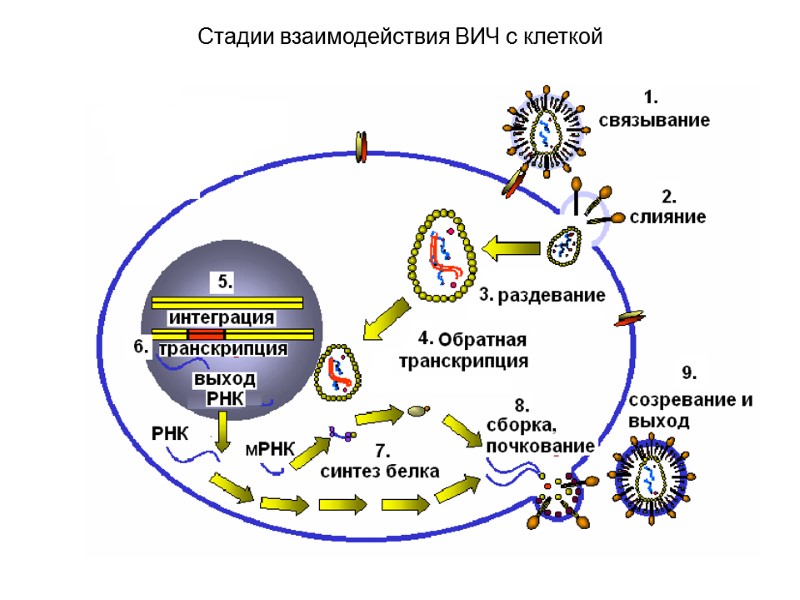 Стадии взаимодействия ВИЧ с клеткой